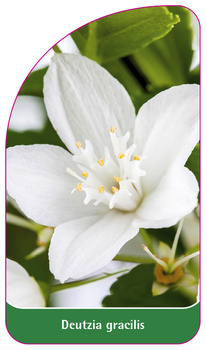Deutzia gracilis