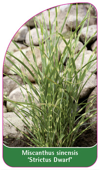 Miscanthus sinensis 'Strictus Dwarf'