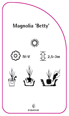 Magnolie 'Betty'