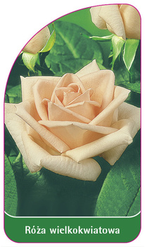 Roza wielkokwiatowa Nr. 214