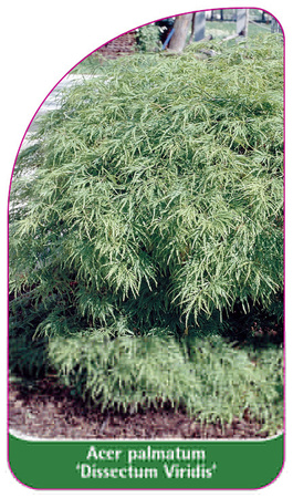Acer palmatum 'Dissectum Viridis'