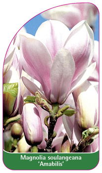 Magnolia soulangeana 'Amabilis'