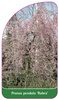 Prunus pendula 'Rubra'