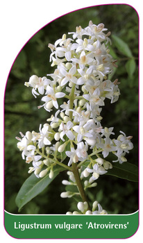 Ligustrum vulgare 'Atrovirens'