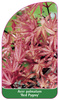 Acer palmatum 'Red Pygmy'