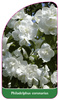 Philadelphus coronarius