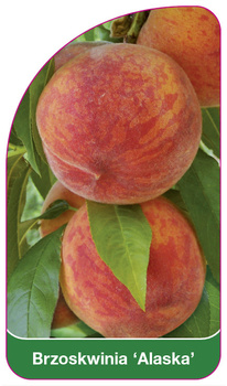 Brzoskwinia 'Alaska'