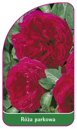 Róza parkowa Nr. 405