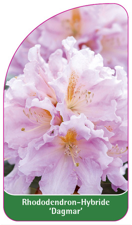 Rhododendron-Hybride 'Dagmar'