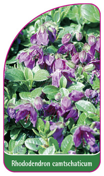 Rhododendron camtschaticum