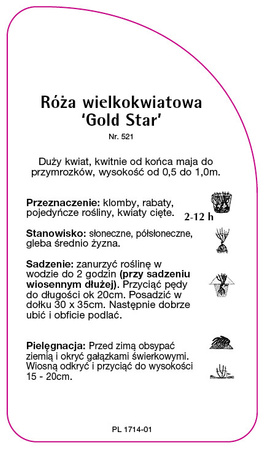 Róza wielkokwiatowa `Gold Star'