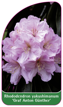 Rhododendron yakushimanum 'Graf Anton Günther'