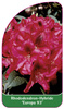 Rhododendron-Hybride 'Europa 93'