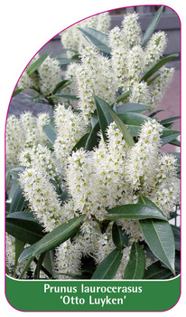 Prunus laurocerasus 'Otto Luyken'