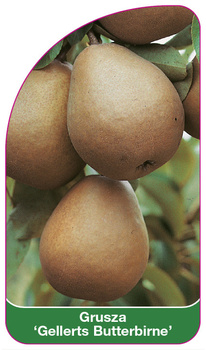 Grusza 'Gellerts Butterbirne'