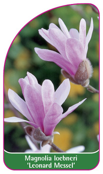 Magnolia loebneri 'Leonard Messel'