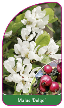 Malus 'Dolgo'