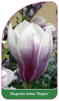 Magnolia kobus 'Rogów'