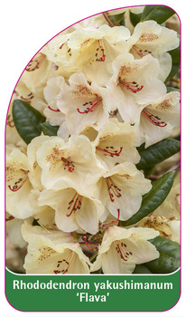 Rhododendron yakushimanum 'Flava'