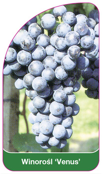 Winorośl 'Venus'