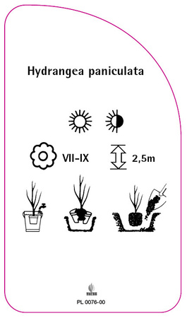 Hydrangea paniculata