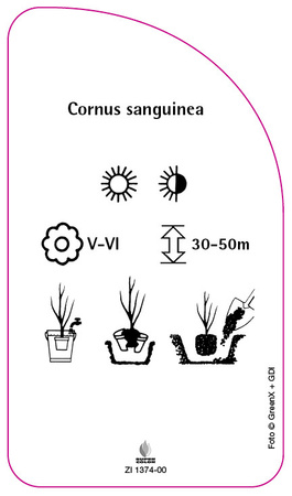 Cornus sanguinea