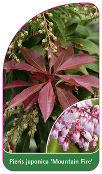 Pieris japonica 'Mountain Fire'