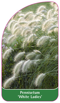 Pennisetum 'White Ladies'
