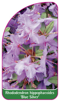 Rhododendron hippophaeoides 'Blue Silver'