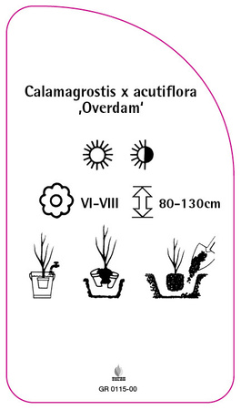 Calamagrostis x acutiflora 'Overdam'