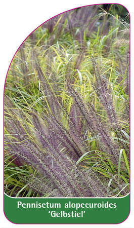 Pennisetum alopecuroides 'Gelbstiel'