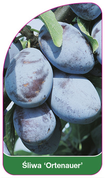 Śliwa 'Ortenauer'