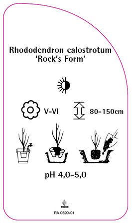 Rhododendron calostrotum ,Rock's Form'