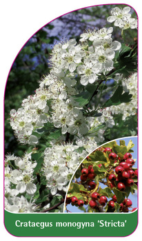 Crataegus monogyna 'Stricta'