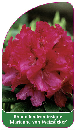 Rhododendron insigne 'Marianne von Weizsäcker'