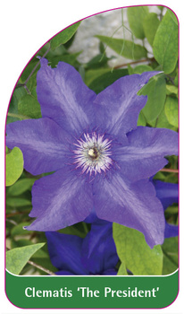 Clematis 'The President'