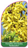 Forsythia intermedia 'Goldzauber'