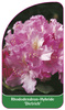 Rhododendron-Hybride 'Dietrich'