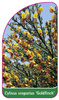 Cytisus scoparius 'Goldfinch'