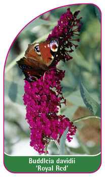 Buddleia davidii 'Royal Red'