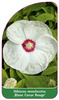 Hibiscus moscheutos ,Blanc Coeur Rouge'