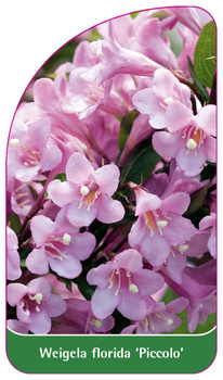 Weigela florida 'Piccolo'
