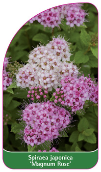 Spiraea japonica 'Magnum Rose'