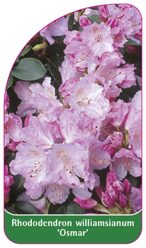 Rhododendron williamsianum 'Osmar'