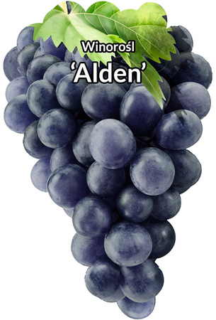 Viță de vie Alden