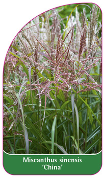 Miscanthus sinensis 'China'