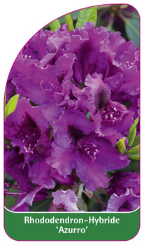 Rhododendron-Hybride 'Azurro'