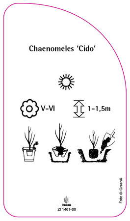 Chaenomeless 'Cido'