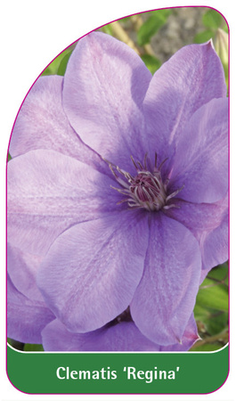 Clematis 'Regina'