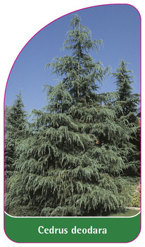 Cedrus deodara